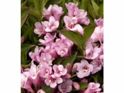 Weigela, Pink Poppet