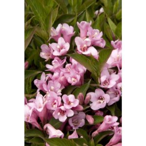 Weigela, Pink Poppet - A+ Garden Center | Duluth, Minnesota | Plants ...