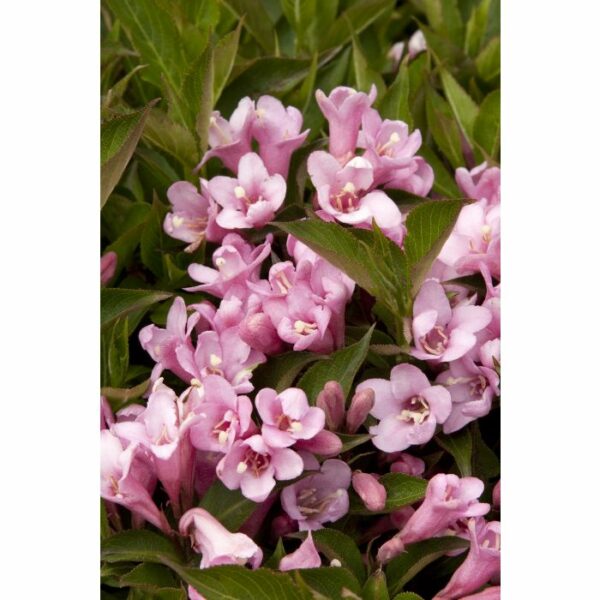 Weigela, Pink Poppet