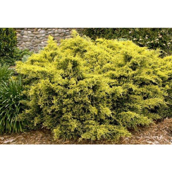 Juniper, Sea of Gold®