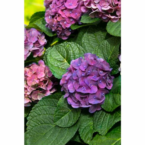 Hydrangea, Seaside Serenade® Newport