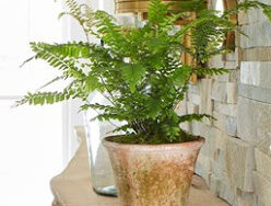 Fern, Maidenhair