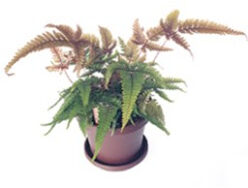 Fern, Tricolor