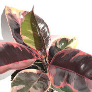 Rubber Tree Ruby Pinch