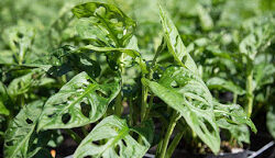 Monstera, Little Swiss