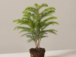 Pine, Norfolk Island