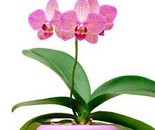 Orchid Phalaenopsis