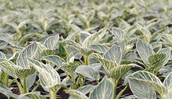 Philodendron, Birkin