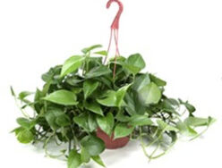 Pothos, Jade