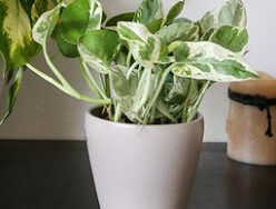 Pothos, Pearls and Jade