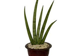 Sansevieria, Cylindrica