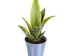 Sansevieria, Golden Flame