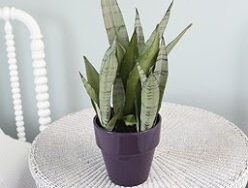 Sansevieria, Moonshine
