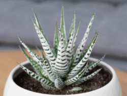 Haworthia