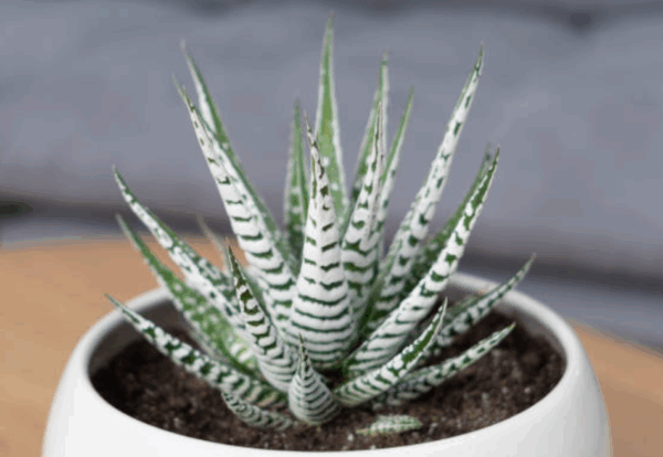 Haworthia