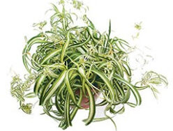 Spider Plant, Bonnie