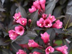 Weigela, Spilled Wine®
