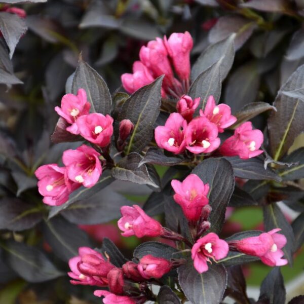 Weigela, Spilled Wine®