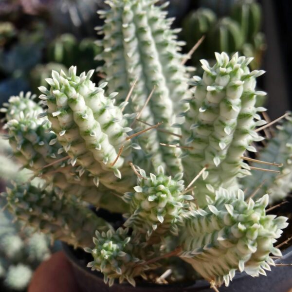 Cactus, Corncob