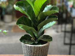 Fiddle Leaf Fig 'Bambino'