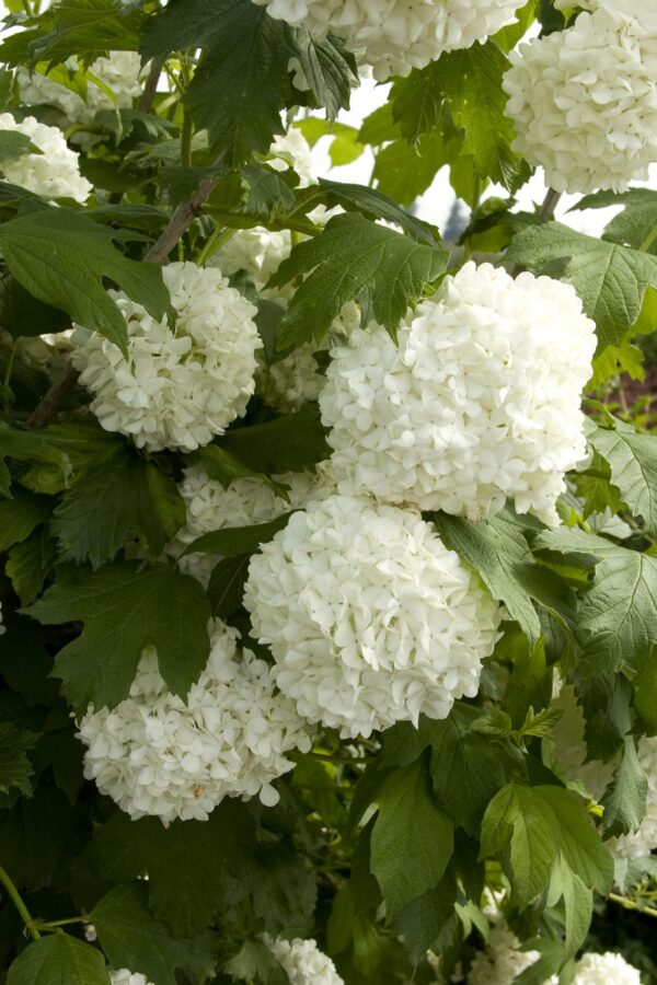 Viburnum, Eastern Snowball