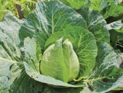 Cabbage, Early Jersey Wakefield