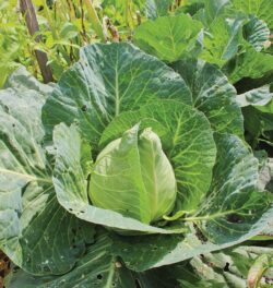 Cabbage, Early Jersey Wakefield