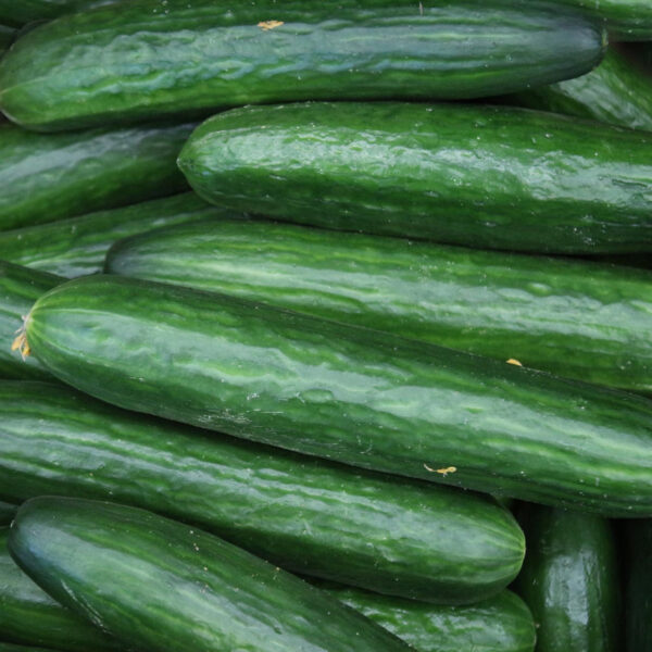 Cucumber, Straight Eight