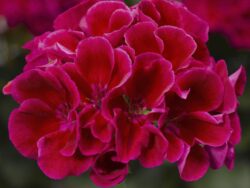 Geranium