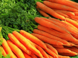 Carrot, Scarlet Nantes