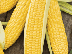 Corn, Incredible