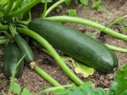 Zucchini, Black Beauty
