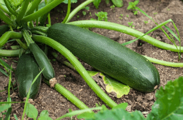 Zucchini, Black Beauty