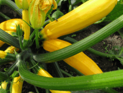 Zucchini, Golden