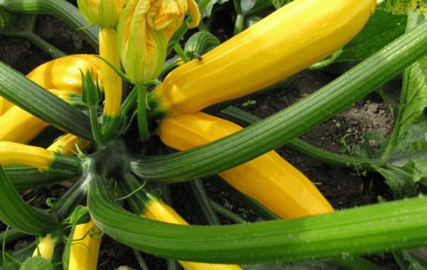 Zucchini, Golden