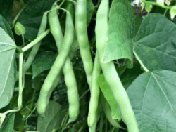 Bean, Blue Lake Pole