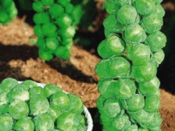 Brussels Sprouts, Jade Cross