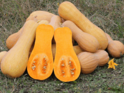 Squash, Butternut Waltham