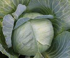 Cabbage, Late Flat Dutch