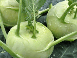 Kohlrabi, Grand Duke
