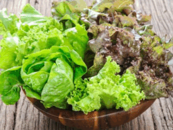 Lettuce, Gourmet Salad Blend