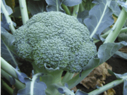 Broccoli, Lieutenant