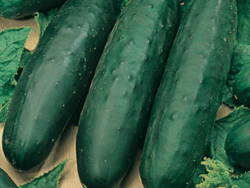 Cucumber, Marketmore