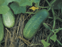 Cucumber, National Pickling