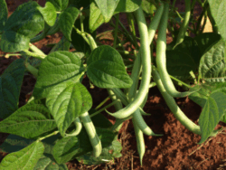 Bean, Blue Lake Bush