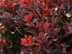 Barberry, Pygmy Ruby