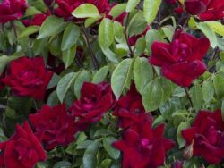 Rose, Grace N' Grit™ Red Shrub