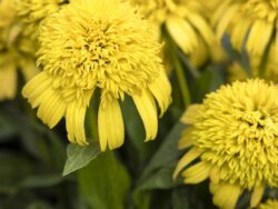 Coneflower, Sunny Days™ Lemon