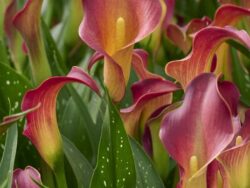 Lily,  Captain Tulsa Calla