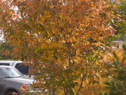 Serviceberry, Autumn Brilliance